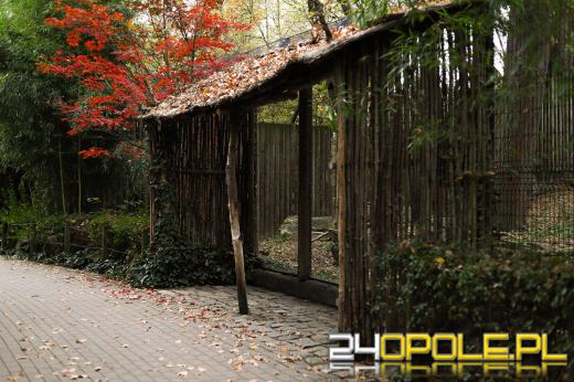 Zoo Opole z rekordową liczbą odwiedzin w 2024 roku!