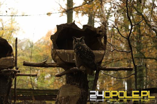 Zoo Opole z rekordową liczbą odwiedzin w 2024 roku!
