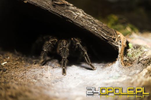 Zoo Opole z rekordową liczbą odwiedzin w 2024 roku!