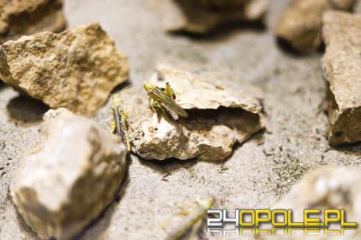 Zoo Opole z rekordową liczbą odwiedzin w 2024 roku!