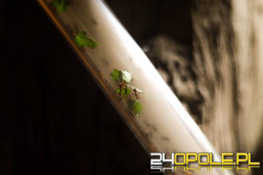 Zoo Opole z rekordową liczbą odwiedzin w 2024 roku!