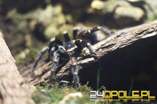 Zoo Opole z rekordową liczbą odwiedzin w 2024 roku!