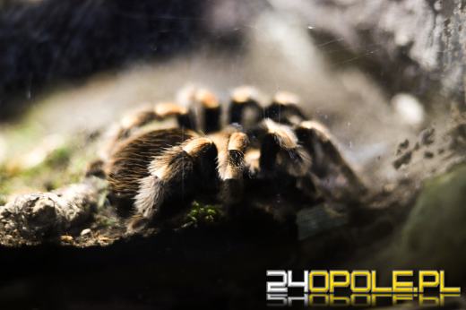 Zoo Opole z rekordową liczbą odwiedzin w 2024 roku!