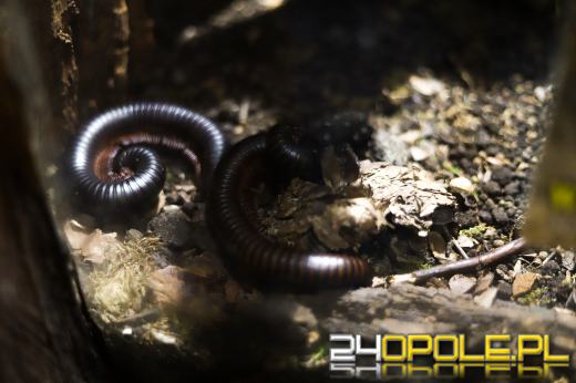 Zoo Opole z rekordową liczbą odwiedzin w 2024 roku!