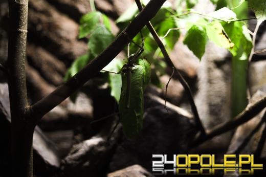 Zoo Opole z rekordową liczbą odwiedzin w 2024 roku!