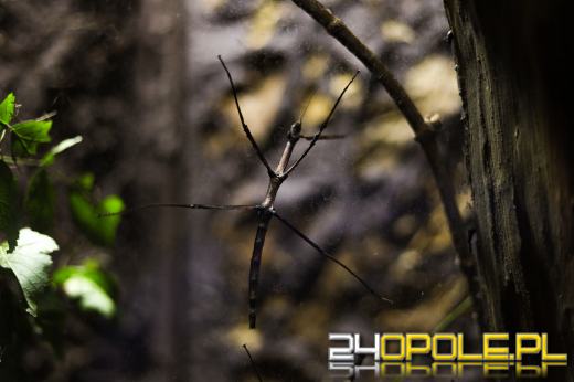 Zoo Opole z rekordową liczbą odwiedzin w 2024 roku!
