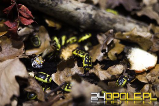 Zoo Opole z rekordową liczbą odwiedzin w 2024 roku!