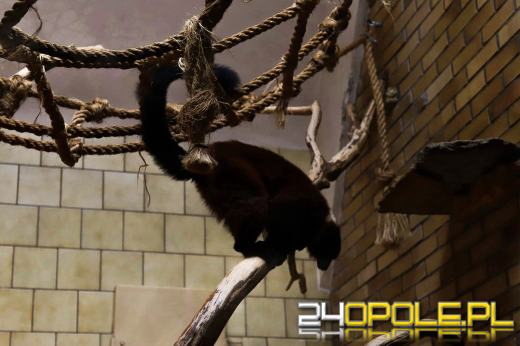 Zoo Opole z rekordową liczbą odwiedzin w 2024 roku!