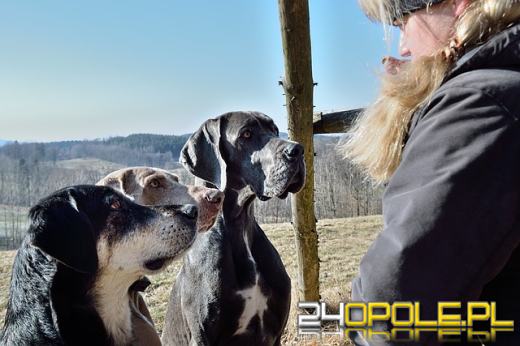 Co zrobić z psem podczas wyjazdu? Poradnik dla właścicieli czworonogów