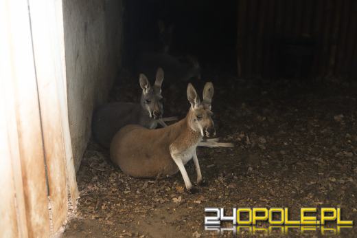 Tragiczne wydarzenia w opolskim zoo: 11 kangurów padło w ciągu kilku dni