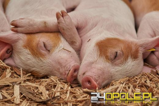 Izba Rolnicza w Opolu domaga się wsparcia dla producentów trzody chlewnej