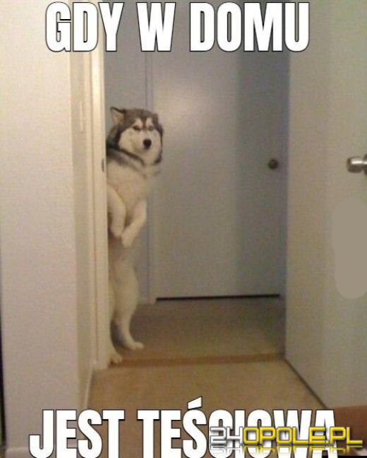 Dziś obchodzimy wyjątkowe święto - Dzień Teściowej