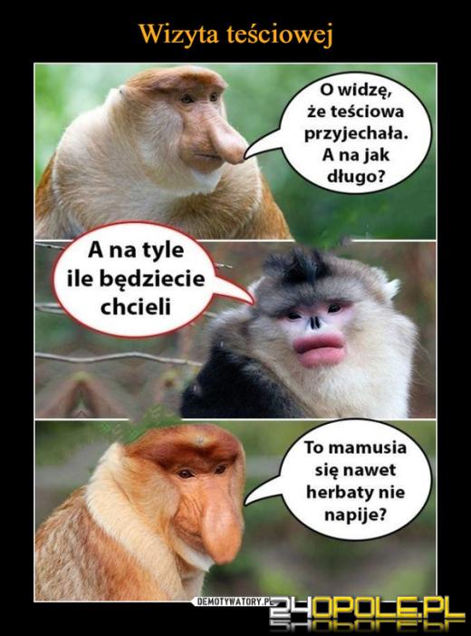 Dziś obchodzimy wyjątkowe święto - Dzień Teściowej