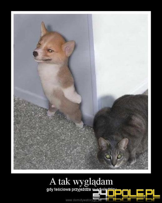 Dziś obchodzimy wyjątkowe święto - Dzień Teściowej