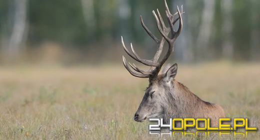 Polowanie na poroża. Nadleśnictwo Opole przypomina o etyce i szacunku dla przyrody