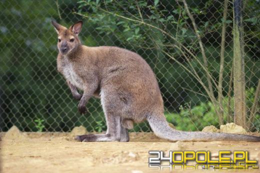 Śmierć kangurów w Opolskim Zoo. Odbudowa stada to tylko kwestia czasu
