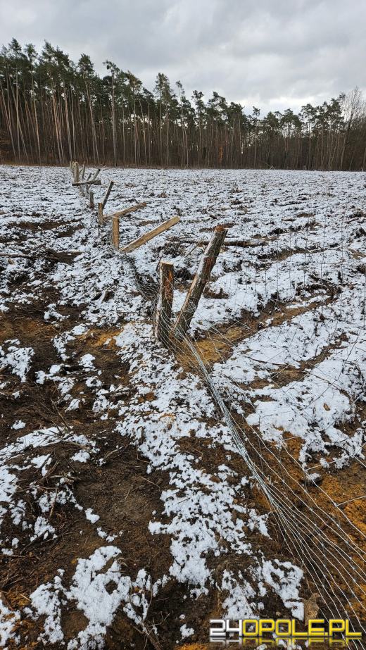 Nadleśnictwo Opole: Niespotykany dotąd akt wandalizmu. Zniszczono 250 metrów płotu