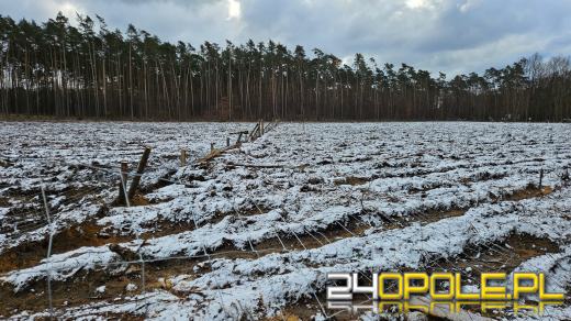 Nadleśnictwo Opole: Niespotykany dotąd akt wandalizmu. Zniszczono 250 metrów płotu