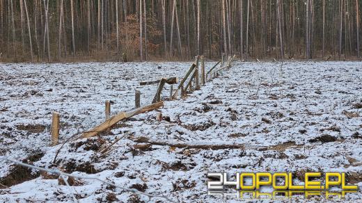 Nadleśnictwo Opole: Niespotykany dotąd akt wandalizmu. Zniszczono 250 metrów płotu