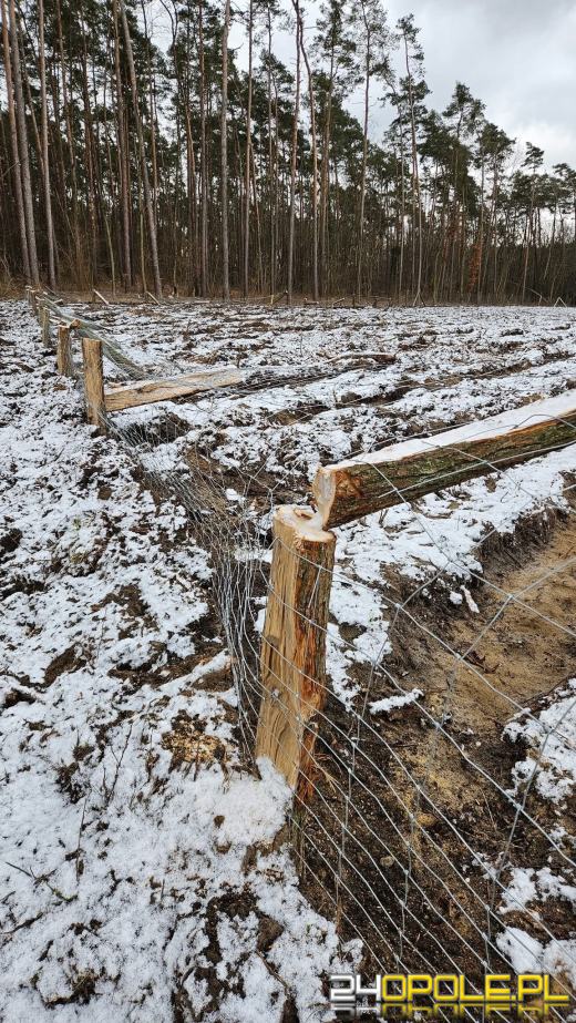 Nadleśnictwo Opole: Niespotykany dotąd akt wandalizmu. Zniszczono 250 metrów płotu
