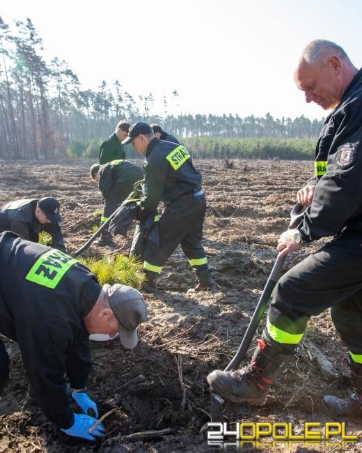 Blisko 10 tysięcy drzew na nowe stulecie