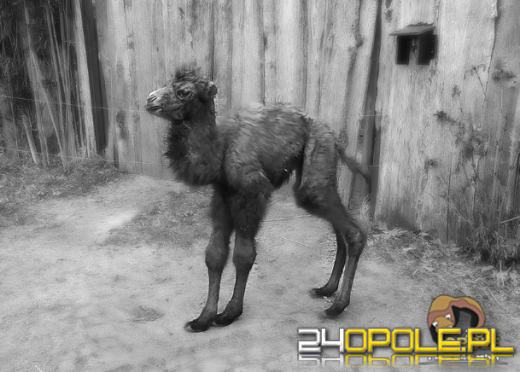 Pożegnanie małego Pączka. Wielbłąd z opolskiego zoo nie przeżył