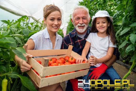 Pomidory - sadzonki, uprawa, rozsada. Jak podlewać i pielęgnować sadzonki pomidorów?