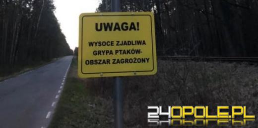 Opole i powiat opolski w strefie zakażenia wysoce zjadliwą ptasią grypą