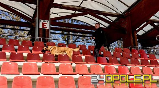 Psy policyjne w akcji. Specjalistyczne szkolenie na stadionie w Brzegu