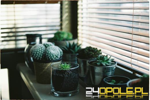 Dlaczego warto wybrać żaluzje bambusowe? Przewodnik po zaletach i aranżacjach