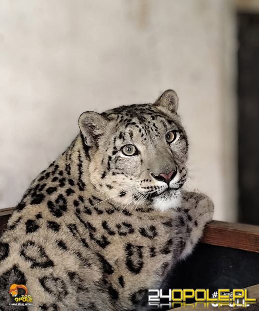 Nowa mieszkanka opolskiego zoo. Poznajcie Ashe