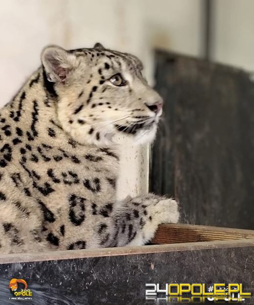 Nowa mieszkanka opolskiego zoo. Poznajcie Ashe