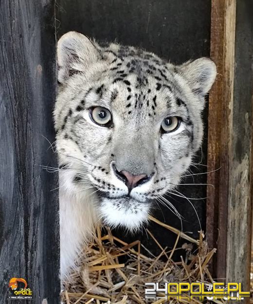 Nowa mieszkanka opolskiego zoo. Poznajcie Ashe