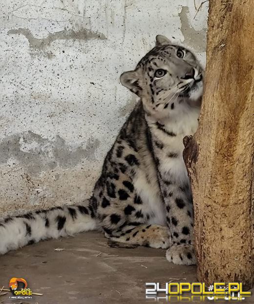 Nowa mieszkanka opolskiego zoo. Poznajcie Ashe