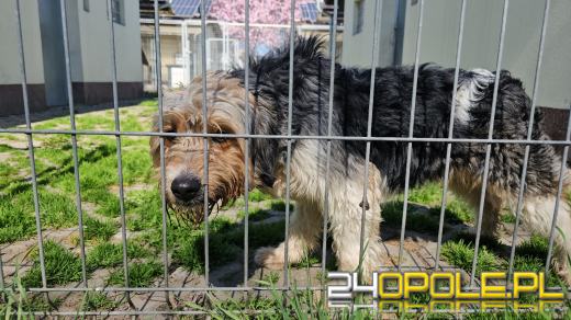 Masz otwarte serce? Przyjdź na Dzień Otwarty do schroniska na Torowej