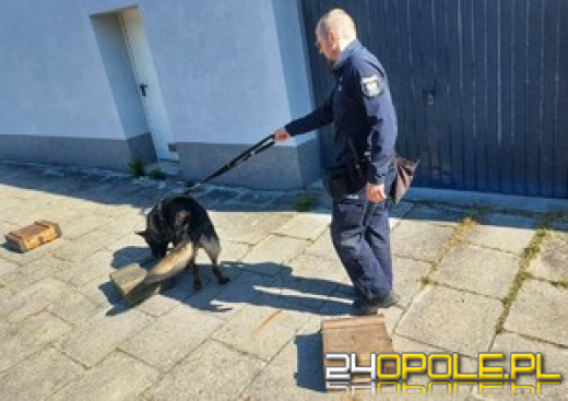 Szkolenie psów policyjnych. To nie tylko przyjaciele, a nieocenieni kompani na służbie