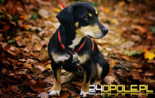 Zmarł pies ukąszony przez żmiję w Kędzierzynie-Koźlu