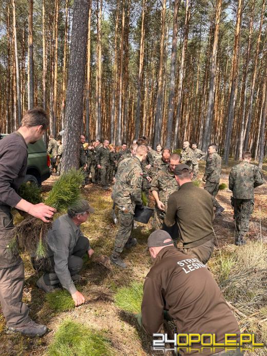Żołnierze i leśnicy wspólnie sadzą lasy pod Opolem