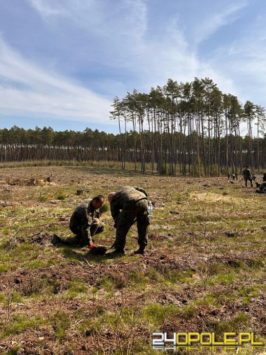 Żołnierze i leśnicy wspólnie sadzą lasy pod Opolem