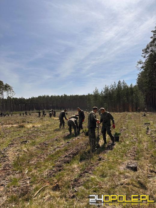 Żołnierze i leśnicy wspólnie sadzą lasy pod Opolem