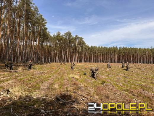 Żołnierze i leśnicy wspólnie sadzą lasy pod Opolem