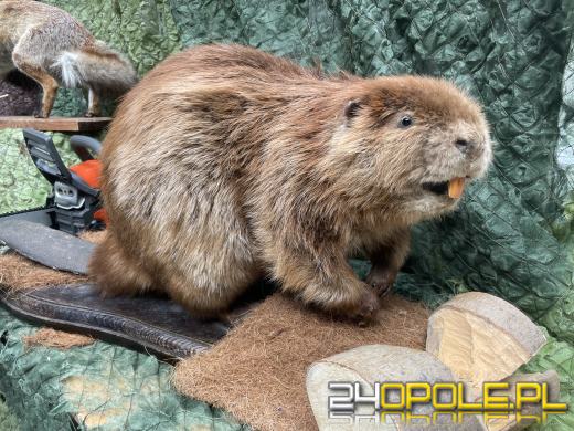 Wykłady motywacyjne i ponad 30 wystawców. Festiwal Kariery za nami