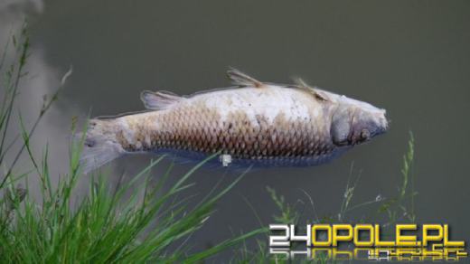 Śnięcie ryb w Odrze i kanale Gliwickim. Służby reagują, potwierdzono obecność wirusa