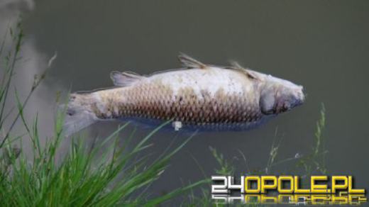 Śnięcie ryb w Odrze i Kanale Gliwickim. Potwierdzono przyczynę