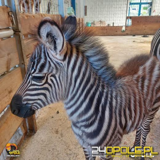Nowe narodziny w opolskim zoo