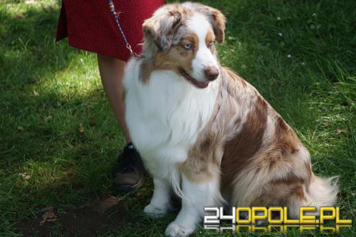 Wystawa  psów w Mosznej. Bajkowa sceneria przyciąga miłośników czworonogów