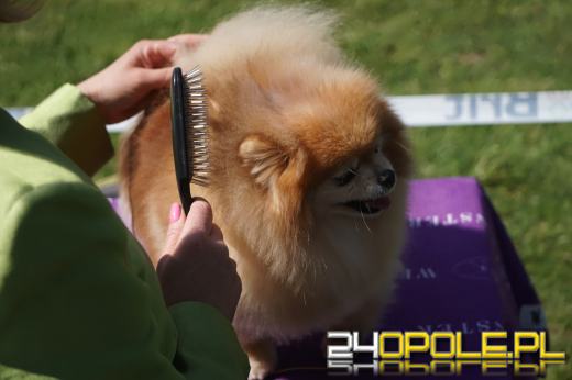 Wystawa  psów w Mosznej. Bajkowa sceneria przyciąga miłośników czworonogów