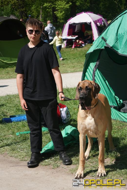 Wystawa  psów w Mosznej. Bajkowa sceneria przyciąga miłośników czworonogów