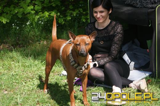 Wystawa  psów w Mosznej. Bajkowa sceneria przyciąga miłośników czworonogów