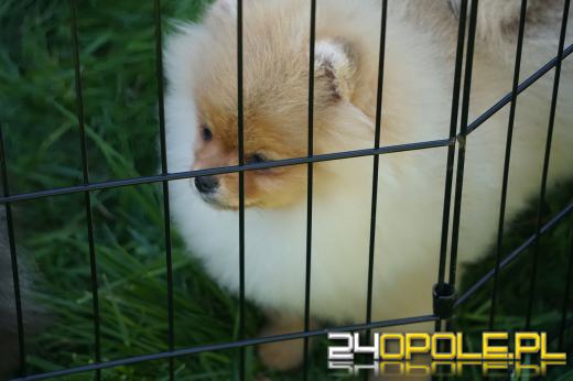 Wystawa  psów w Mosznej. Bajkowa sceneria przyciąga miłośników czworonogów